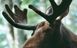 Moose