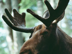 Moose Image Activated!