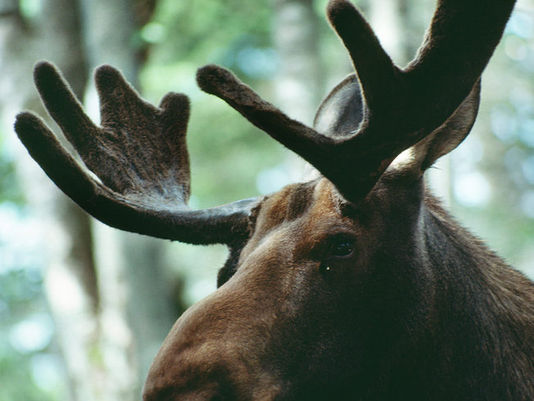 Animal Profiles: The Moose
