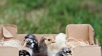 mail-order-chickens-cropped-2.jpeg