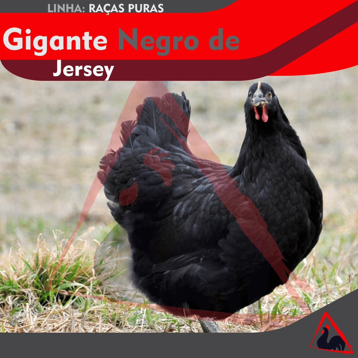 Gigante Negro De Jersey Dz Com 15 Ovos 3 De Brinde Criatorio Vicosa
