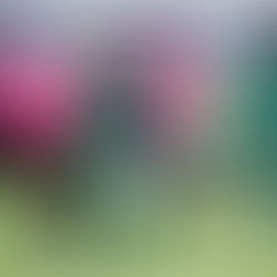 CD El Álamo 0 - CP Parla Escuela 3. Inapelable