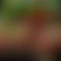 XI Torneo de Navidad