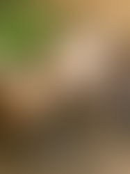 L’ail noir : un ingrédient d’exception dans votre assiette