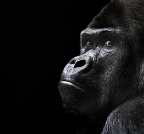 silberruecken-gorilla-c645aa95-f443-4109-8283-79799fac9a82.jpg