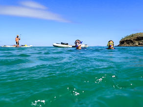 No Sharks Yet