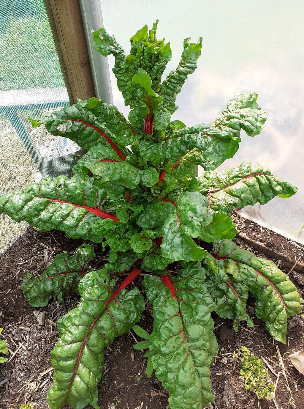 Swiss Chard (Rhubarb) Seeds (1g Approx. 100 seeds)