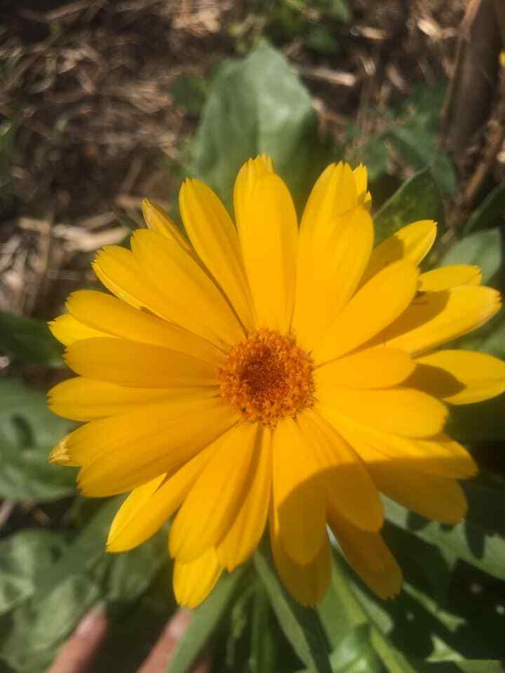 Pot Marigold (Calendua) Seeds Mix (1g = Approx. 150 Seeds)