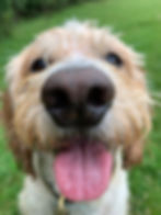 Dog boarding Churchdown