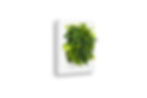 Plant picture frame.