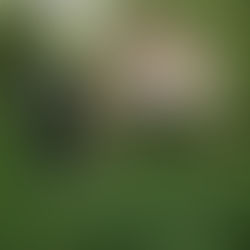 Réalisez une étude de faisabilité dans votre moulin à eau