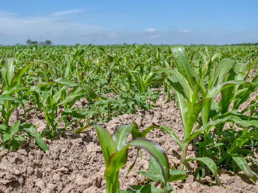 CON LAS LLUVIAS Y SEMILLA CERTIFICADA, LLEGAN NUEVAS OPORTUNIDADES PARA PRODUCTORES COMO JOSÉ