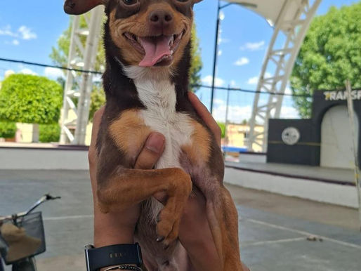 🐾💚 Servicios gratuitos para quienes más queremos