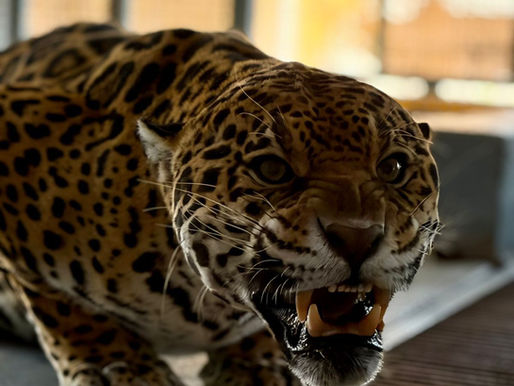 Vacaciones en Aguascalientes?