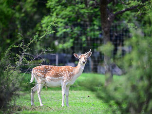 ¡Tenemos cinco nuevos habitantes en el Parque Rodolfo Landeros! 🦌💕