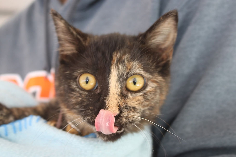 ACERCAN SERVICIOS VETERINARIOS GRATUITOS A TODO EL ESTADO A TRAVÉS DE LAS CARAVANAS DE SALUD CANINA Y FELINA