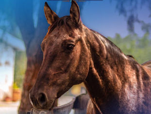 DEL 7 AL 16 DE AGOSTO, VIVE LA FERIA INTERNACIONAL DEL CABALLO EN AGUASCALIENTES