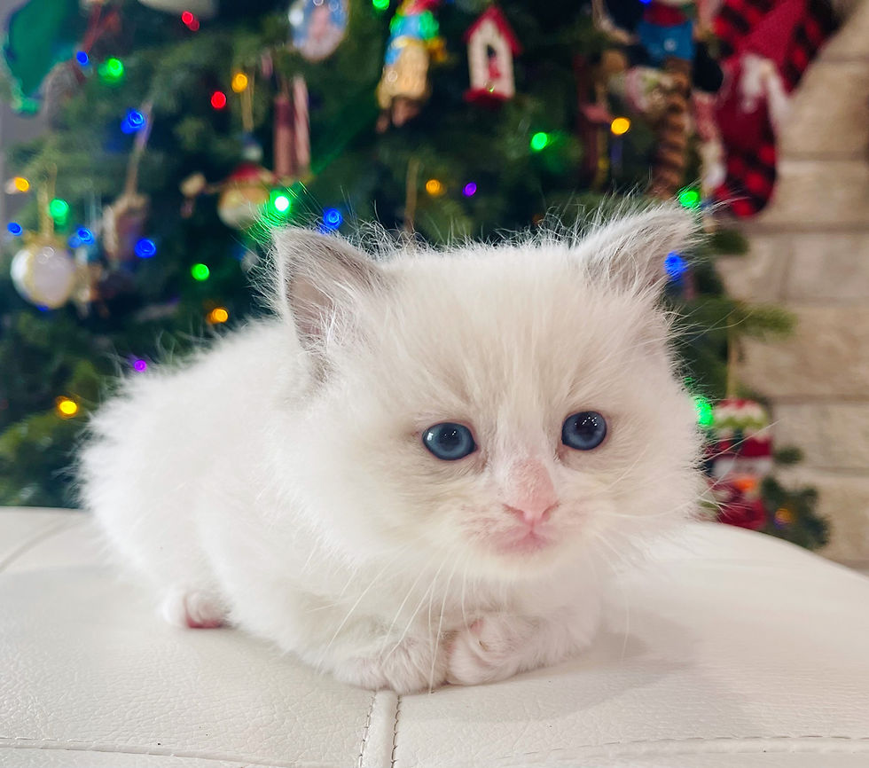 Thumbnail: TICA Registered Ragdoll Kittens
