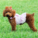 Thumbnail: CKC Registered Red Toy Poodle