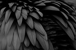 Feathers.jpg