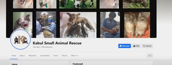 Dogs and Cats Still In Afghanistan Need Adopting in US