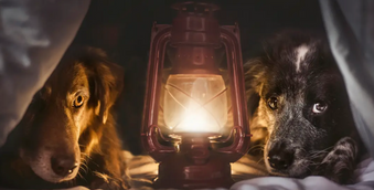 What a Different Adoption Made to These Rescued Dogs