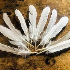 CRYSTAL RIVER DUCK QUILLS WHITE