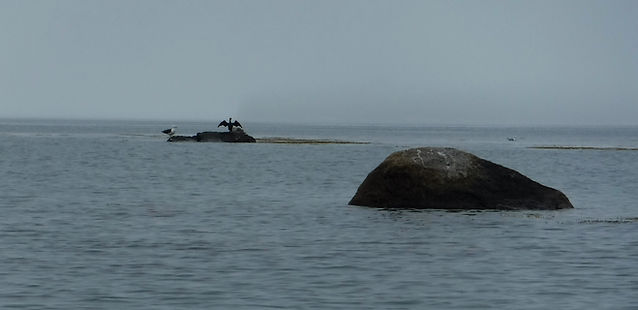 foggy morning at Naskeag Point looking up Eggemoggin reach downeast mainee
