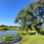 single mature live oak tree to the right side of the screen reaching up and out, grass alo