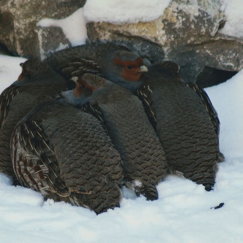 Winter Partridges — a Haiku