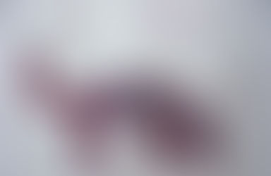 Our Jag Joined National Geographic and NPS at the 2011 BioBlitz!