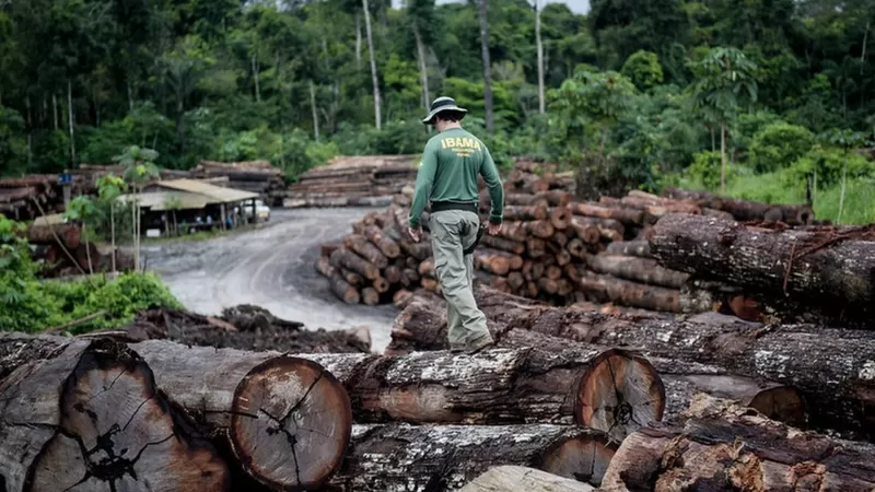 Agende do Ibama caminhando sobre toras de madeira cortada apreendidas no desmate ilegal na Amazônia
