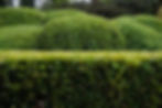 hedges_orig.jpg