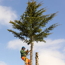 Tree Surgery