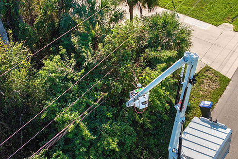 Tree Surgery