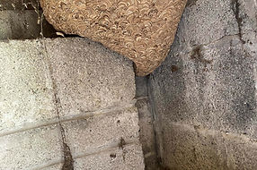 Wasp Nest.jpg
