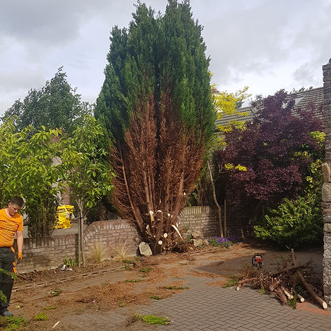 Worker removing large tree, Ashwood Tree Services