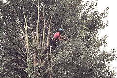 Arborist climbing tree, professional tree service