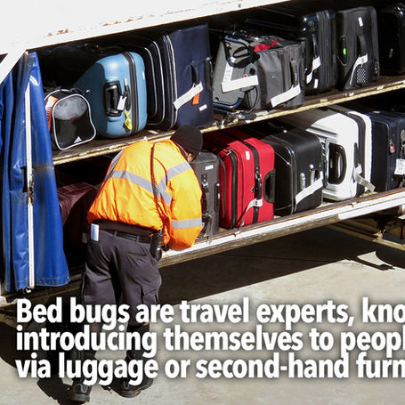 Pest advice for controlling Bed bugs