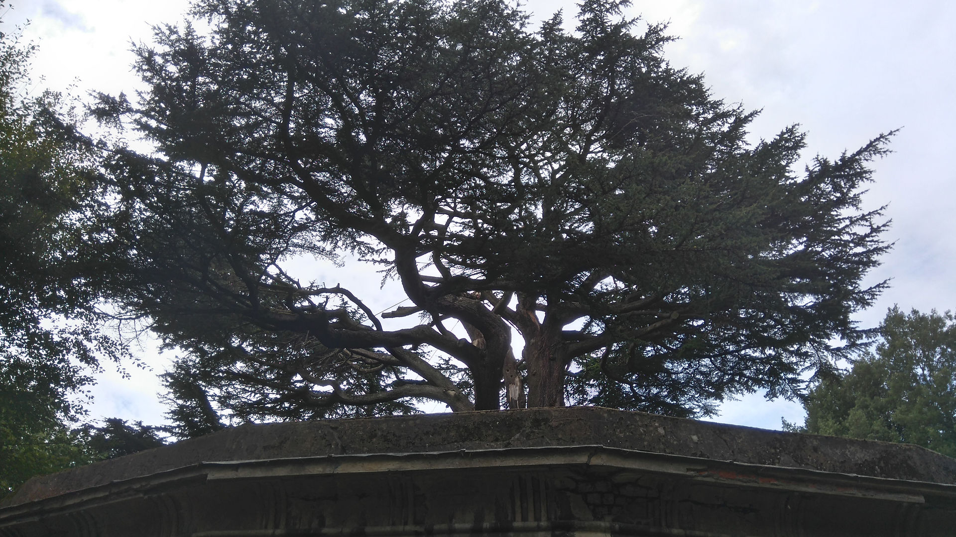 Tree of Lebanon