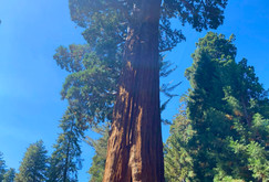 Sequoia National Park