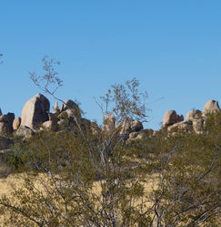 Joshua Tree National Park