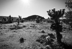 Joshua Tree National Park
