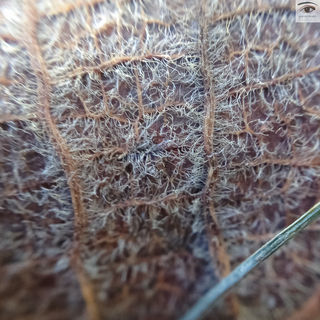 macro