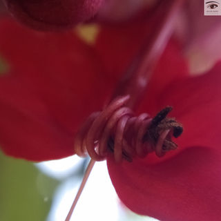 macro