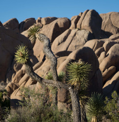 Joshua Tree National Park