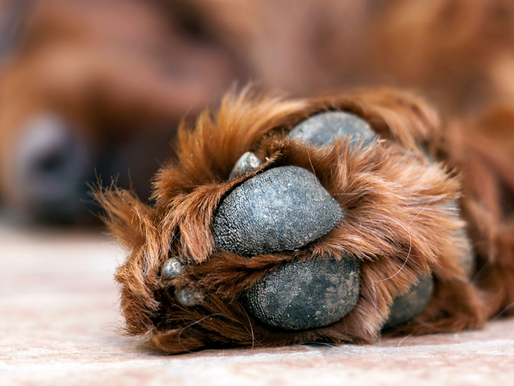 Protect Your Dog’s Paws From Winter Exposure Using This Homemade Balm!