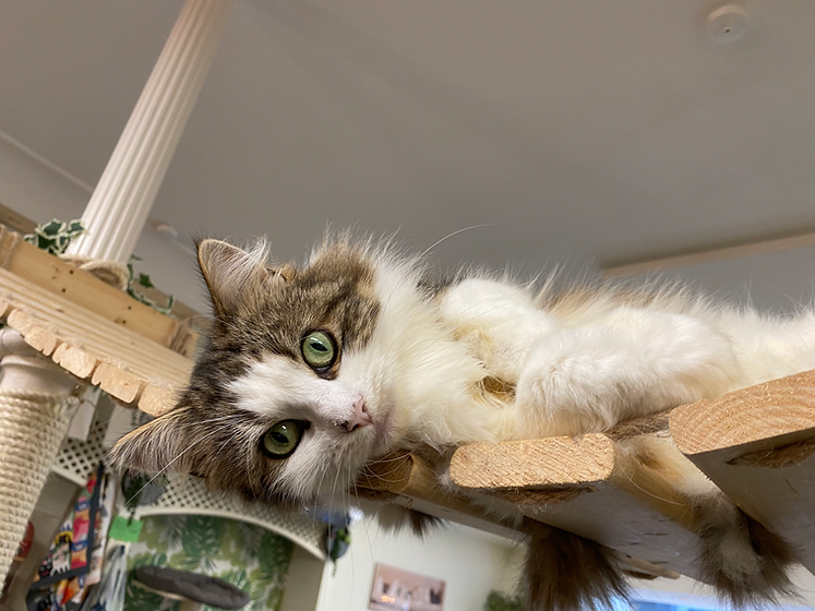 Home New Bedford Cat Café