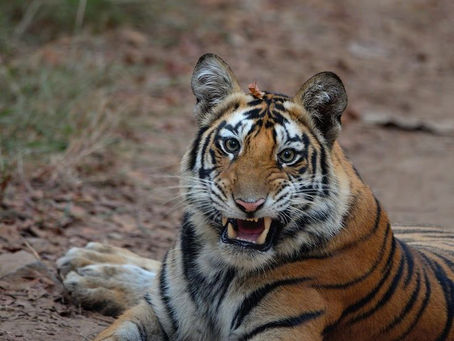 Nature Parks in India: Top Wildlife Destinations to Visit