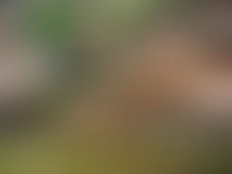 Discover India’s Majestic Animal Kingdom in Style